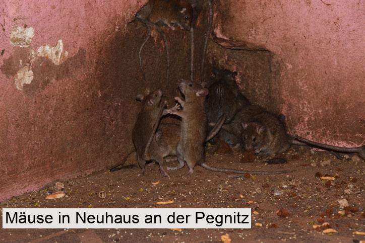 Mäuse in Neuhaus an der Pegnitz